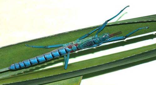 Peppermint Stick Insect | Megacrania batesii photo