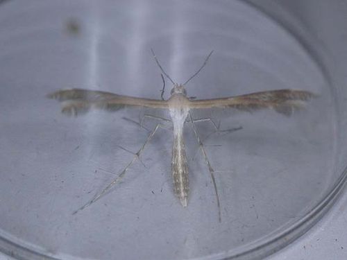 no common name | Megalorrhipida leucodactyla photo