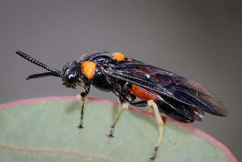 Melaleuca Sawfly | Lophyrotoma zonalis photo