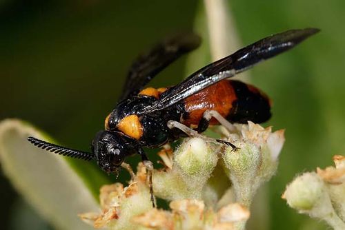 Melaleuca Sawfly | Lophyrotoma zonalis photo