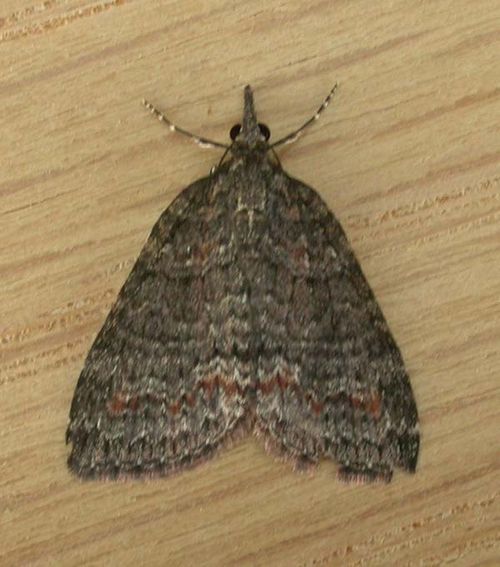 Dark Grey Carpet Moth | Microdes squamulata photo