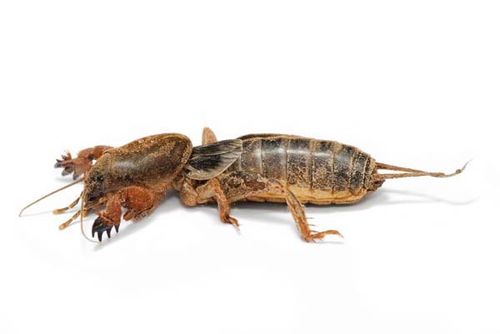 Mole Cricket | Gryllotalpa brachyptera photo