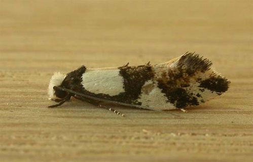 Wool Moth | Monopis icterogastra photo