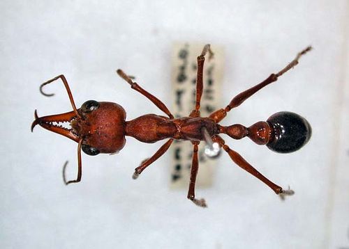 Bulldog Ant | Myrmecia brevinoda photo