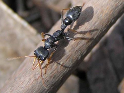 Jack Jumper Ant | Myrmecia pilosula photo