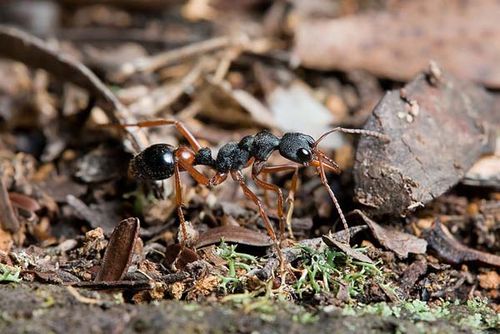 Tasmanian Inchman | Myrmecia esuriens photo