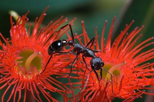 Bulldog Ant | Myrmecia forficata photo