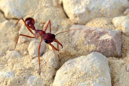 Red Bull Ant | Myrmecia gulosa photo