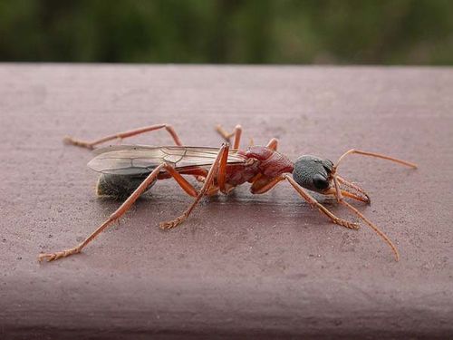 Bulldog Ant | Myrmecia nigriceps photo