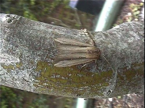 Sugar Cane Armyworm | Leucania stenographa photo