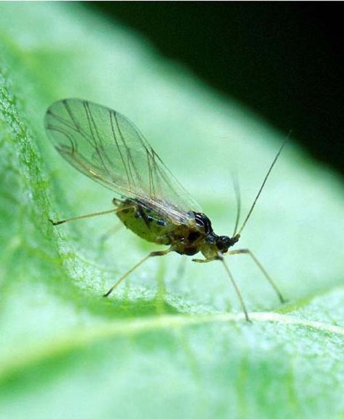 Green Peach Aphid | Myzus persicae photo