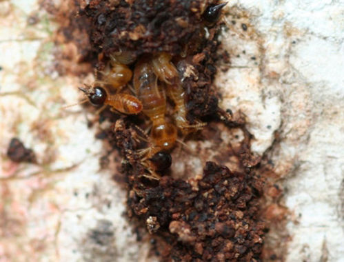 Tree Termite | Nasutitermes walkeri photo