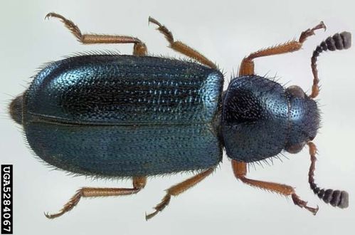 Red-legged Ham Beetle | Necrobia rufipes photo