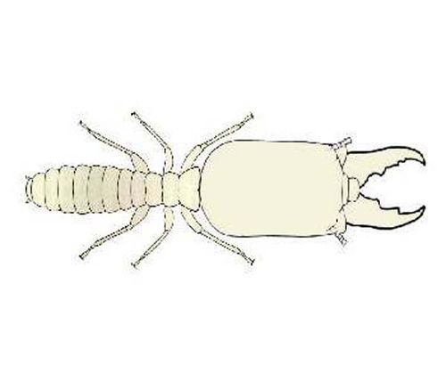 Ringant Termite | Neotermes insularis photo