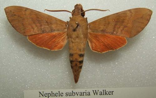 Hawk Moth | Nephele subvaria photo