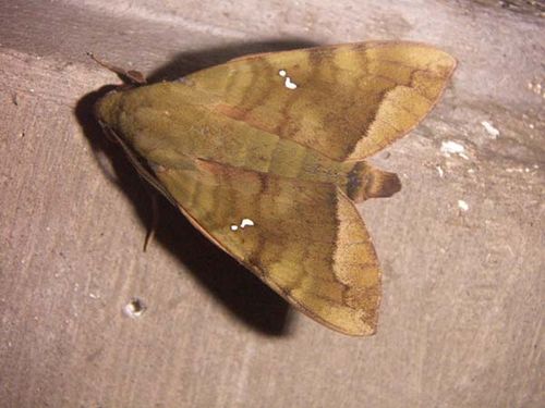 Hawk Moth | Nephele hespera photo