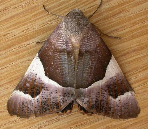 Macrocosma Moth | Niceteria macrocosma photo