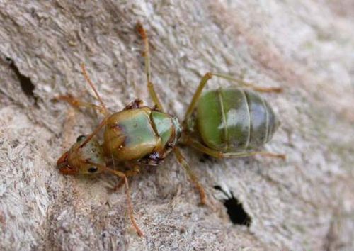 Green Tree Ant | Oecophylla smaragdina photo