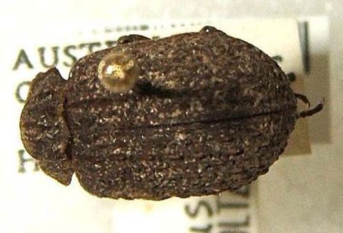 Carcass Beetle | Omorgus costatus photo