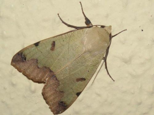 Green Drab moth | Ophiusa tirhaca photo