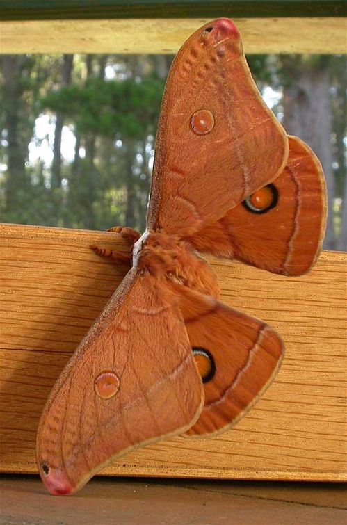 Helena Gum Moth | Opodiphthera helena photo