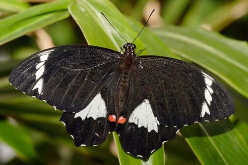 Orchard Swallowtail | Papilio aegeus photo