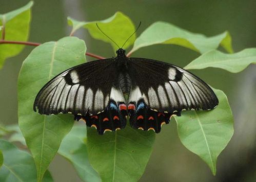 Orchard Swallowtail | Papilio aegeus photo