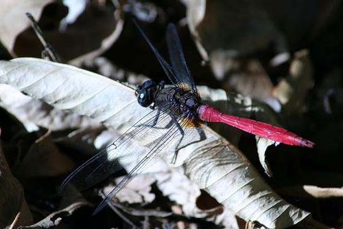 Fiery Skimmer Dragonfly | Orthetrum villosovittatum photo