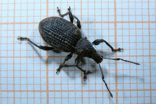 Black Vine Weevil | Otiorhynchus sulcatus photo