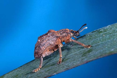 Melaleuca Snout Beetle | Oxyops vitiosa photo