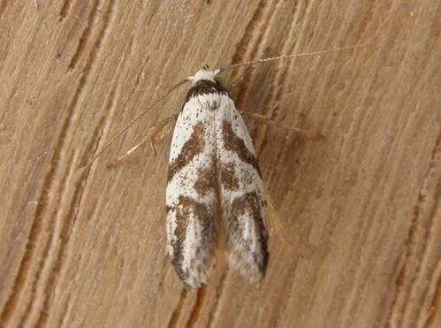 no common name | Oxythecta acceptella photo