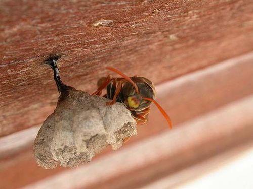 Common Paper Wasp | Polistes humilis photo