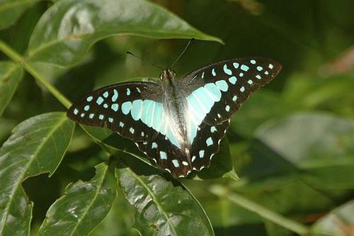 Pale Triangle | Graphium eurypylus photo