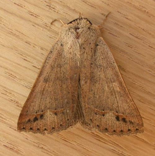noctuid moth | Pantydia sparsa photo