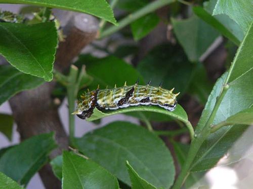 Orchard Swallowtail | Papilio aegeus photo