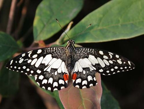Chequered Swallowtail | Papilio demoleus photo