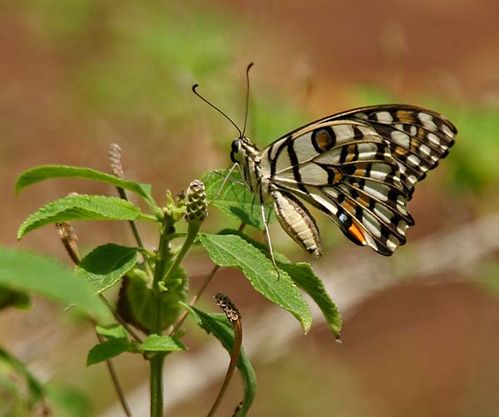 Chequered Swallowtail | Papilio demoleus photo