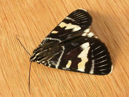 Grapevine Moth | Phalaenoides glycinae photo