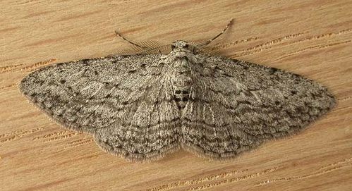 no common name | Phelotis cognata photo