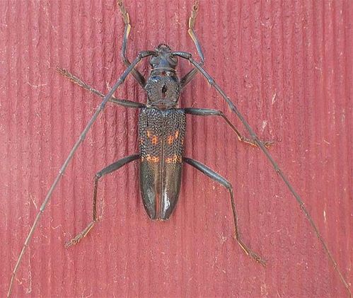 Longicorn Beetle | Phoracantha obscura photo