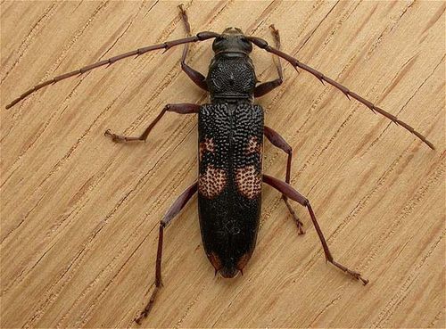 Longicorn Beetle | Phoracantha punctata photo