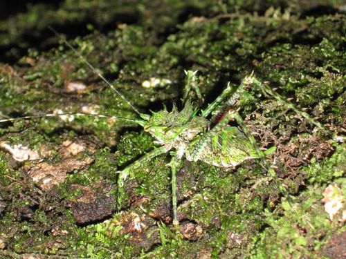 Spiny Rainforest Katydid | Phricta aberrans photo