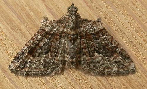 Apple Looper Moth | Phrissogonus laticostata photo