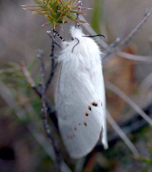 Pinara Moth | Pinara cana photo