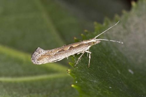 Diamondback moth | Plutella xylostella photo