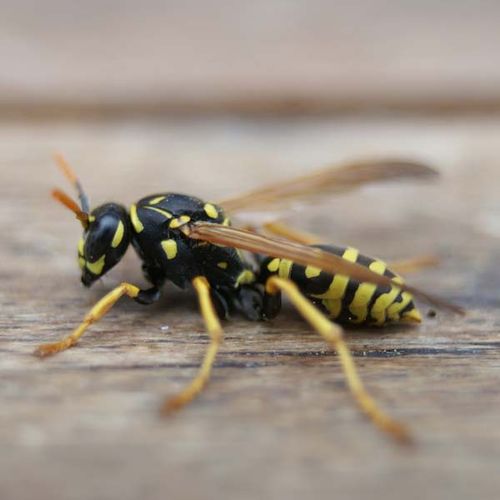 European Paper Wasp | Polistes dominulus photo