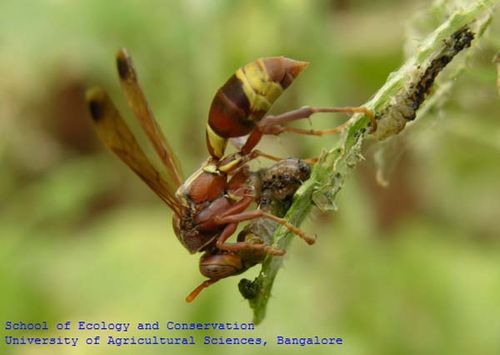 Tropical Paper Wasp | Polistes stigma photo