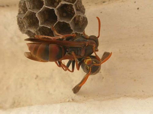 Common Paper Wasp | Polistes humilis photo