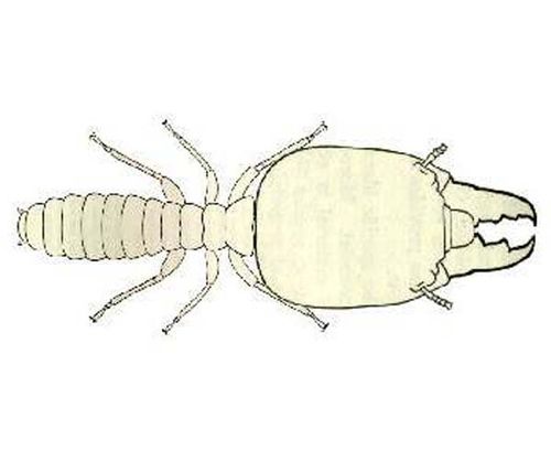 Dampwood Termite | Porotermes adamsoni photo