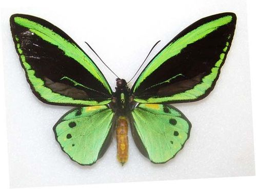 New Guinea Birdwing | Ornithoptera priamus photo